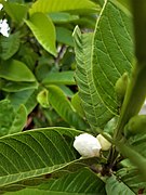 Flower of Guava Plant 02.jpg