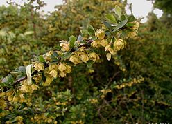 Berberis thunbergii (flowers and leaves)