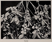 Guavas, photo from The Encyclopedia of Food by Artemas Ward.jpg