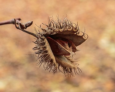 "Opengebarsten_vrucht_van_beuk_(Fagus_sylvatica)_(d.j.b.)_02.jpg" by User:Famberhorst