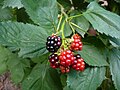 Rubus inermis