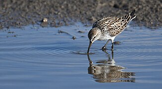 White-rumped Sandpiper - 52132622728.jpg