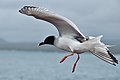Swallow-tailed gull (Creagrus furcatus) landing