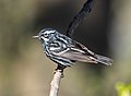 Image 70Black-and-white warbler in Prospect Park