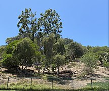 Dunes habitat, Sand Dune Park, Manhattan Beach, California.jpg