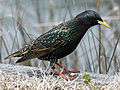 (Sturnus vulgaris, cat.)