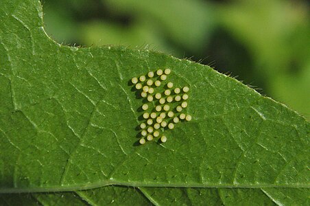 eggs of of Tawny Coster (হরিনছড়া) (Acraea terpsicore)