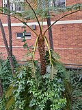 Thumbnail for File:Anredera cordifolia breaking fronds of mature Cyathea cooperi (Roseville, NSW).jpg
