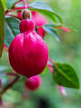 Fuchsia 'Alwin'.