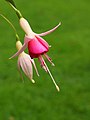 Fuchsia 'triantha'. Een gemakkelijke opgaande en rijkbloeiende cultivar.