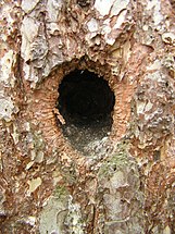 Hole made by Dendrocopos sp., Brok, Poland, April 2006