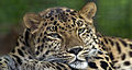 "Amur_Leopard_Pittsburgh_Zoo.jpg" by User:Ram-Man