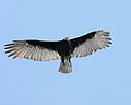 Cathartes burrovianus in flight (cat.)