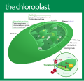 "Chloroplast_(standalone_version)-en.svg" by User:Kelvinsong