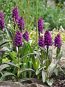 Dactylorhiza majalis Kukułka szerokolistna 2022-05-22 03.jpg