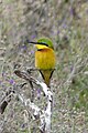 Bee-eater