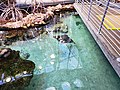 The aquarium at the California Academy of Sciences in San Francisco, CA