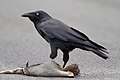 Corvus tasmanicus (cat.)