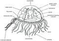 Craspedacusta sowebyi body plan scheme