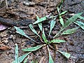 Cryptocoryne spiralis, India