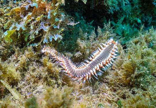 Bearded fireworm (Hermodice carunculata), Madeira, Portugal.