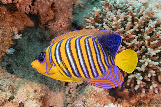 Royal angelfish (Pygoplites diacanthus), Ras Muhammad National Park, Red Sea, Egypt.