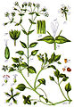 Sturm, Deutschlands Flora in Abbildungen (1796), with Stellaria nemorum