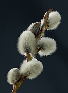 Close-up of Salicaceae blossoms