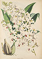 Calanthe vestita plate 29 in: Robert Warner: Select Orchidaceous Plants - I. Series (1862-1865)