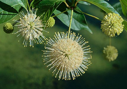 "Cephalanthus_occidentalis_occidentalis1.jpg" by User:The Cosmonaut