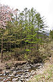 Low altitude (750 m) forest in spring, Misakasanchi, Mitsutoge, Yamanshi pref., Japan