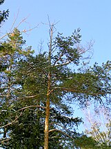 Tree with Cronartium flaccidium disease, blister rust, Białowieża forest, Poland, 2006