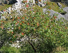 Pistacia terebinthus. Carnapiu blanqueru (groma).jpg