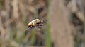 Gefleckter Wollschweber - Bombylius discolor, am Bruchgraben in den Kirschgartshäuser Schlägen