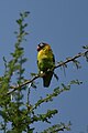 Yellow-collared love-bird