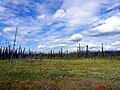 File:Along Campbell Highway boreal forest.jpg