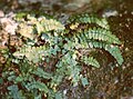 Asplenium trichomanes subsp. pachyrachis, Puxberg, Murtal, Steiermark - Austria