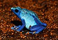 27 Dendrobates tinctorius var. azureus - Karlsruhe Zoo 03 uploaded by Llez, nominated by Llez,  16,  1,  1