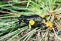 Mantella cowanii