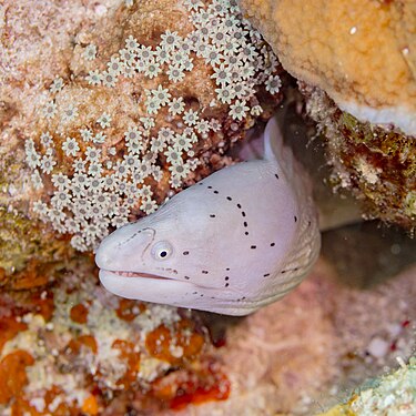 Geometric moray (Gymnothorax griseus), Red Sea, Egypt.