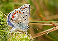 Polyommatus icarus à Pen-er-Malo.