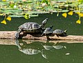 Image 89Pond sliders in Prospect Park