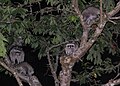 A mother raccoon and her four kits eating cherries in a suburban backyard in Burnaby, BC