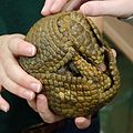 Southern three-banded armadillo.