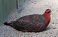 Tragopan blythii (cat.)