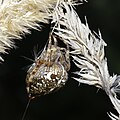 Gartenkreuzspinne, Weibchen, im Käfertaler Wald