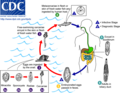 Life cycle of Clonorchis sinensis (Chinese or oriental liver fluke).