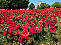 Part of the 62,000 Poppies Display at the Australian War Memorial