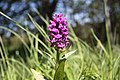   Dactylorhiza majalis in Czech Republic