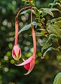 Fuchsia 'Martin Beije'.